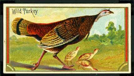 N13 47 Wild Turkey.jpg